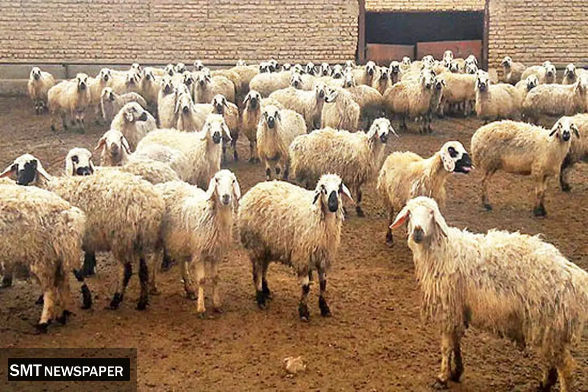 قیمت دام زنده امروز شنبه ۱۲ مرداد ۱۴۰۴ + جدول