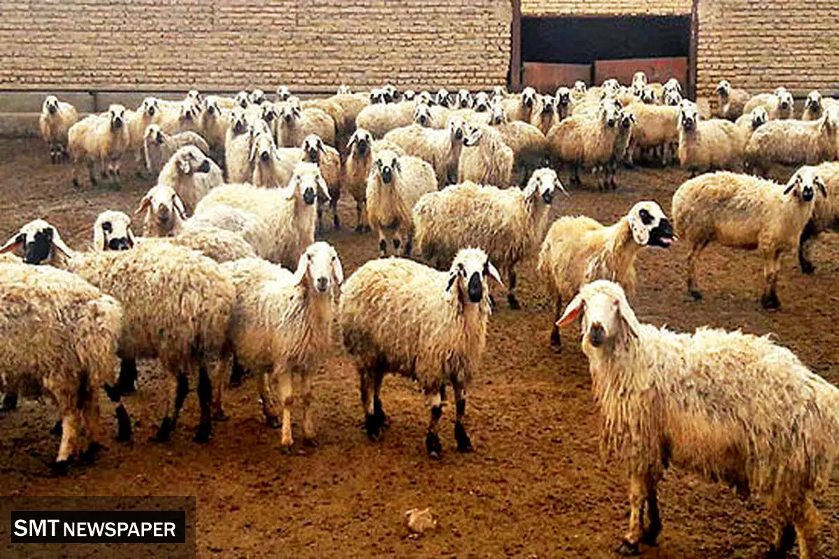 قیمت دام زنده امروز شنبه ۱۲ مرداد ۱۴۰۴ + جدول