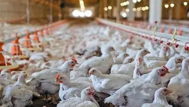 تأثیر کالابرگ بر قیمت مرغ و تخم‌مرغ