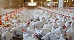 تأثیر کالابرگ بر قیمت مرغ و تخم‌مرغ