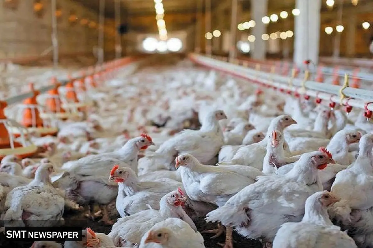 تأثیر کالابرگ بر قیمت مرغ و تخم‌مرغ