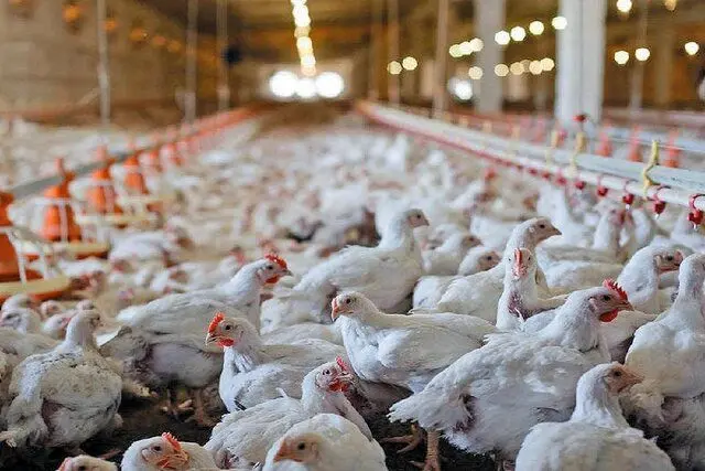 تأثیر کالابرگ بر قیمت مرغ و تخم‌مرغ