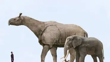 پستانداری که فیل آفریقایی در مقابلش کوچک به نظر می‌رسد