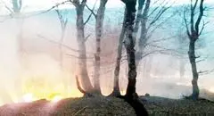 آتش بر پیکر حیاتی ۴۰ میلیون ساله