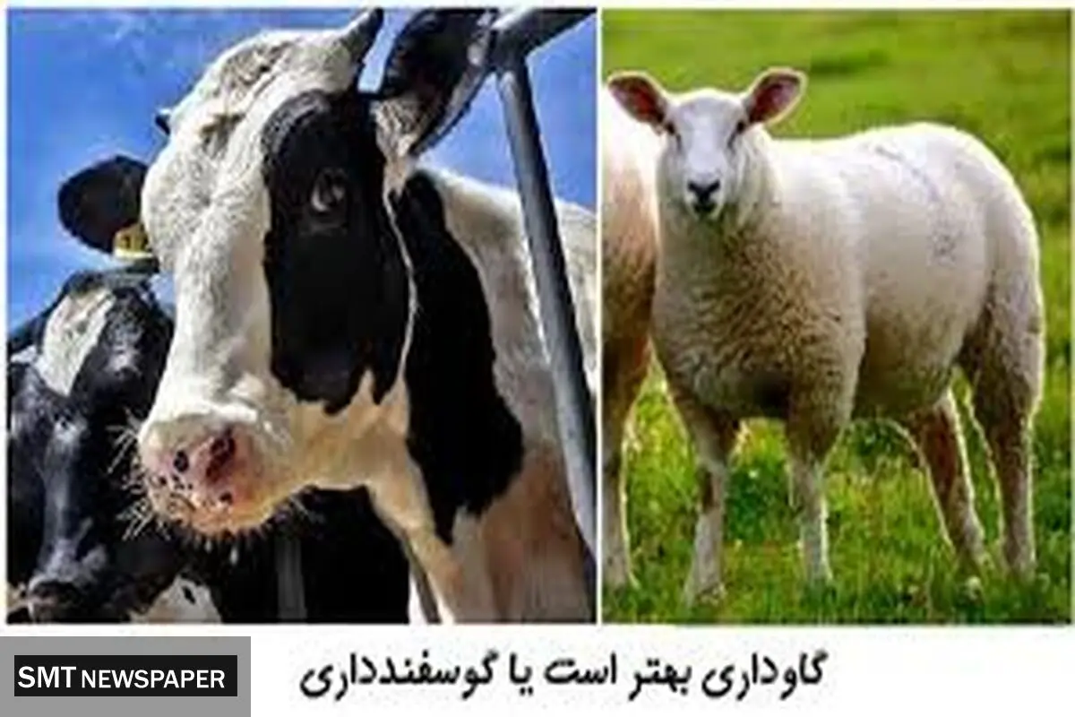 قیمت دام زنده امروز ۱۸ بهمن 1404 + جدول