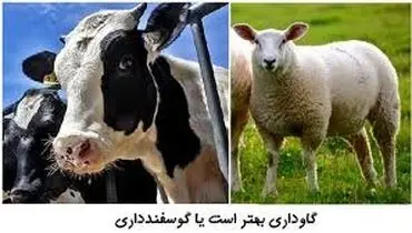 قیمت دام زنده امروز ۱۸ بهمن 1404 + جدول