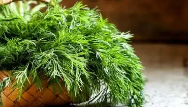 شیوه‌ای ساده برای خشک‌کردن شوید؛ آماده‌سازی برای استفاده در زمستان