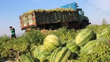 هشدار جدی؛‌ خوردن هندوانه مساوی با مرگ!