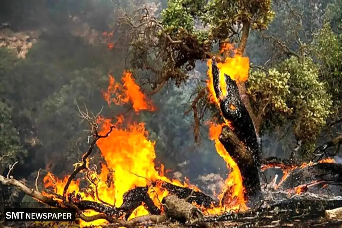 حریق در جنگل‌های چالوس قد کشید