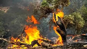 حریق در جنگل‌های چالوس قد کشید