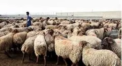 گرمای هوا روند شیوع بیماری‌های دامی را کاهش داد