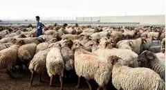 گرمای هوا روند شیوع بیماری‌های دامی را کاهش داد