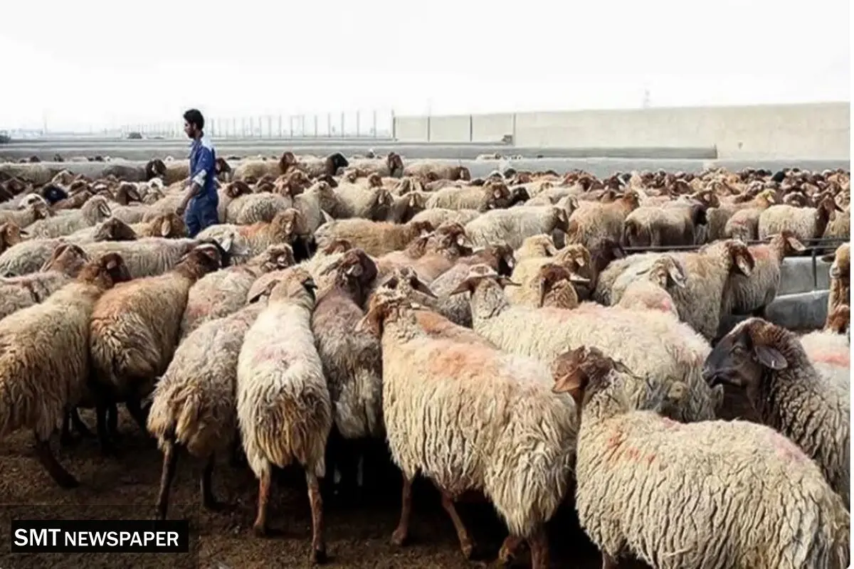 گرمای هوا روند شیوع بیماری‌های دامی را کاهش داد