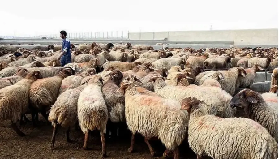 گرمای هوا روند شیوع بیماری‌های دامی را کاهش داد