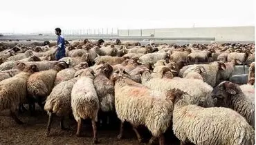 گرمای هوا روند شیوع بیماری‌های دامی را کاهش داد