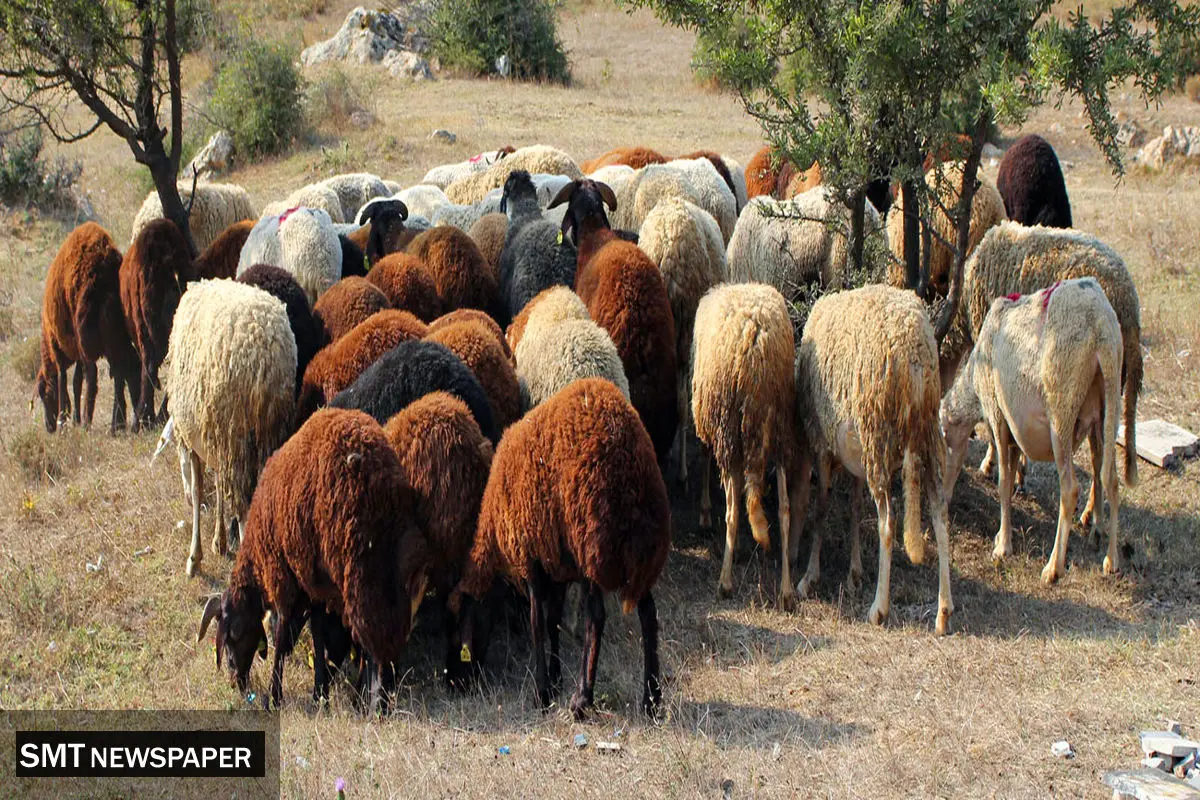 قیمت دام زنده امروز ۱۶ مهر ۱۴۰۳/ نرخ عجیب گوسفند زنده در تهران! + جدول