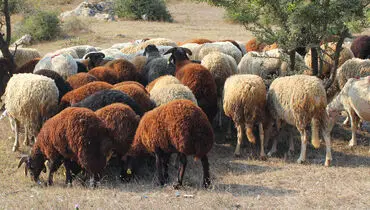 قیمت دام زنده امروز چهارشنبه ۲۲ مرداد ۱۴۰۴ + جدول