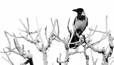 هفت گام پاییزی