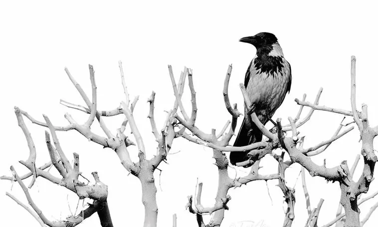 هفت گام پاییزی