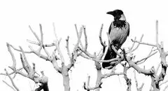 هفت گام پاییزی