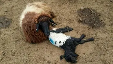 تب برفکی ۲ هزار رأس دام را تلف کرد