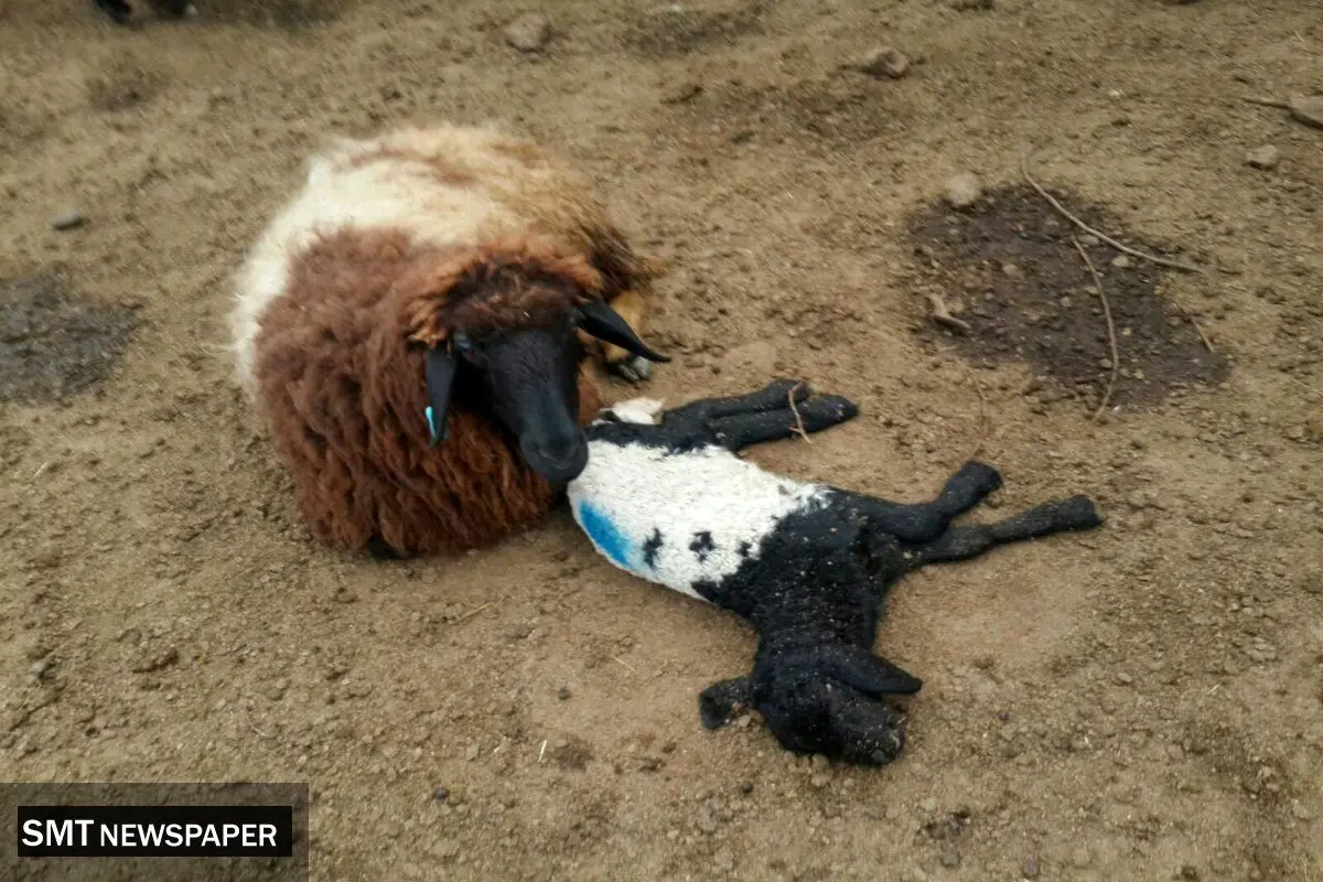 تب برفکی ۲ هزار رأس دام را تلف کرد