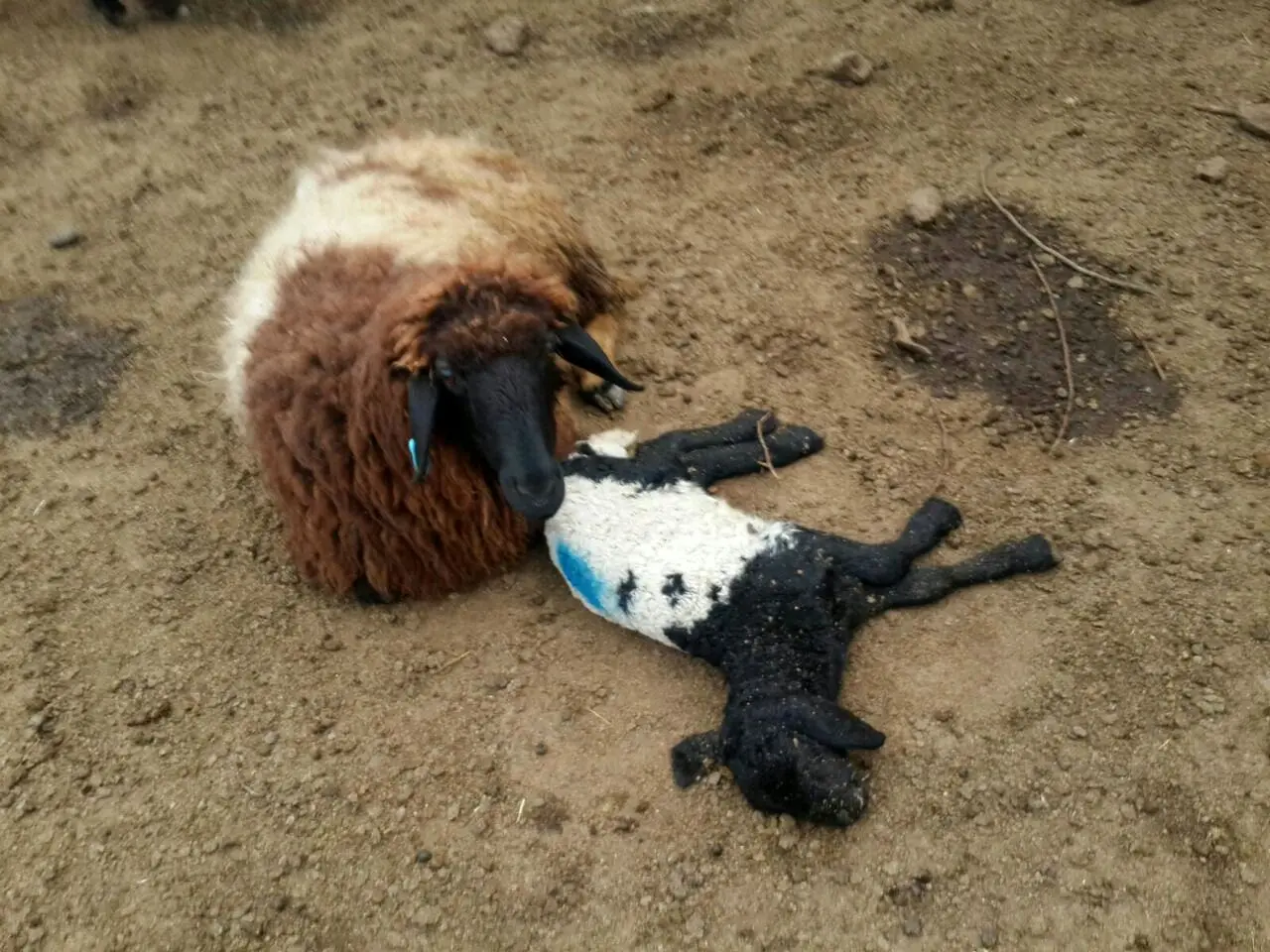 تب برفکی ۲ هزار رأس دام را تلف کرد