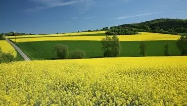 خبر خوش برای کشاورزان گلستانی؛ آغاز واریز پول کلزا