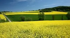 خبر خوش برای کشاورزان گلستانی؛ آغاز واریز پول کلزا
