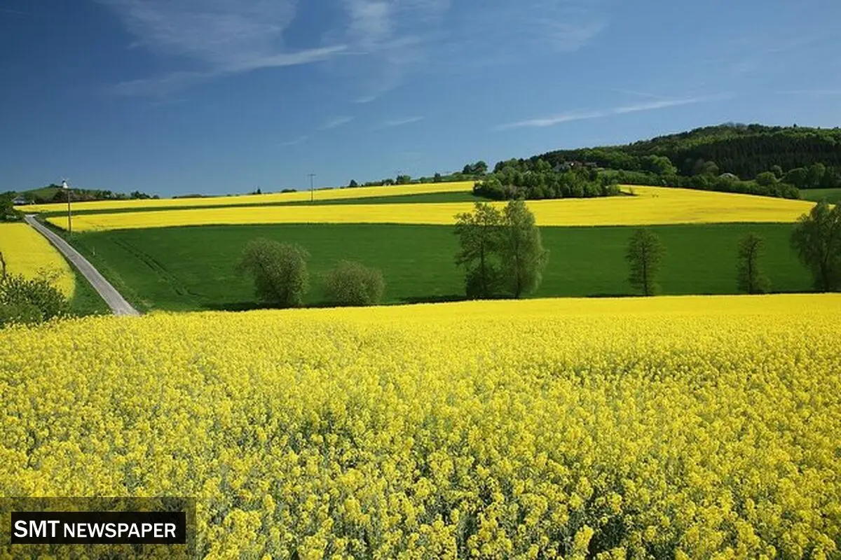 خبر خوش برای کشاورزان گلستانی؛ آغاز واریز پول کلزا