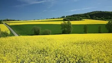 خبر خوش برای کشاورزان گلستانی؛ آغاز واریز پول کلزا