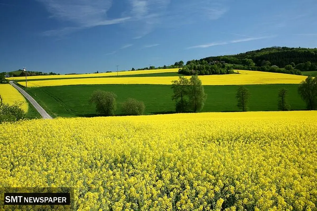 خبر خوش برای کشاورزان گلستانی؛ آغاز واریز پول کلزا