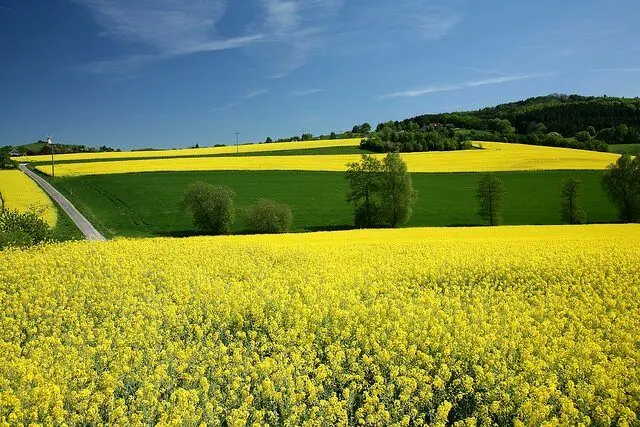 خبر خوش برای کشاورزان گلستانی؛ آغاز واریز پول کلزا