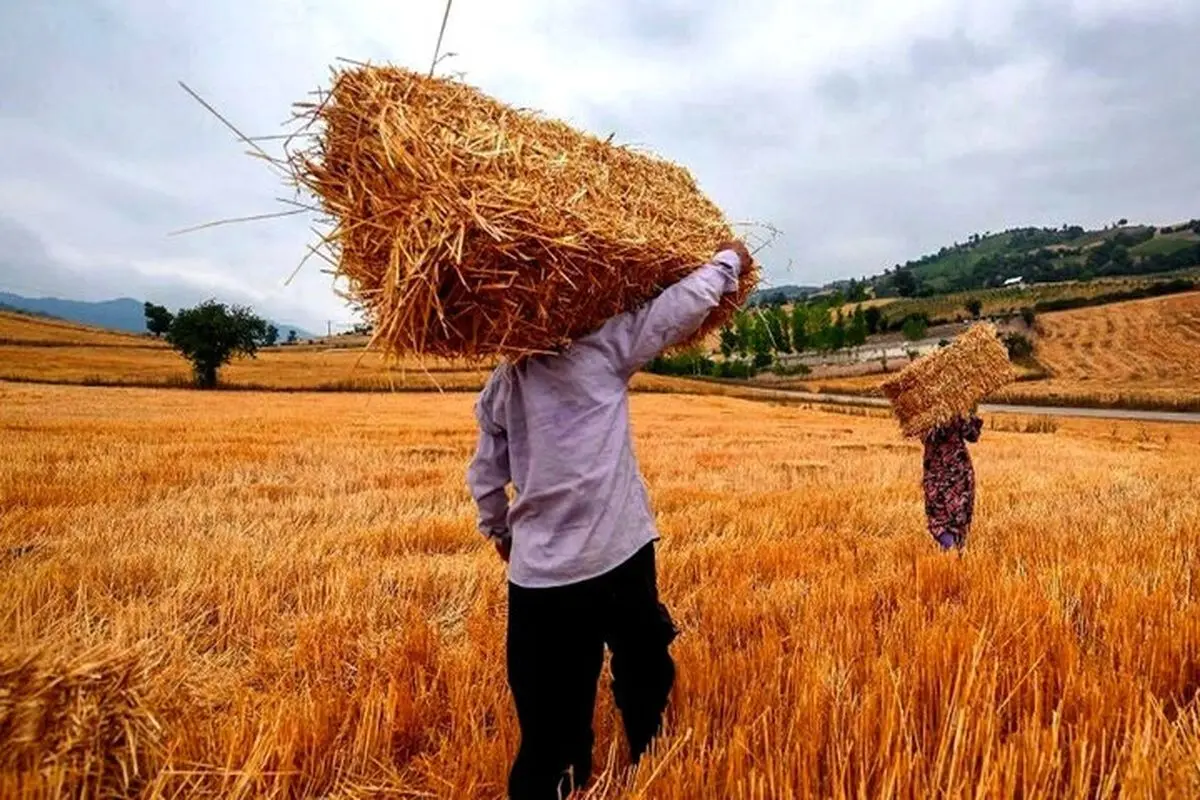 گندمکاران همچنان خواستار تجدیدنظر