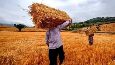 گندمکاران همچنان خواستار تجدیدنظر