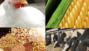 وعده دولت برای ثبات طی دو هفته آینده به بازار نهاده‌های دامی