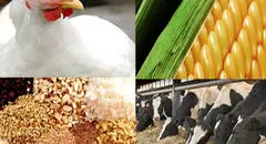 وعده دولت برای ثبات طی دو هفته آینده به بازار نهاده‌های دامی