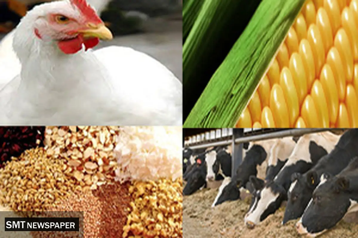 وعده دولت برای ثبات طی دو هفته آینده به بازار نهاده‌های دامی