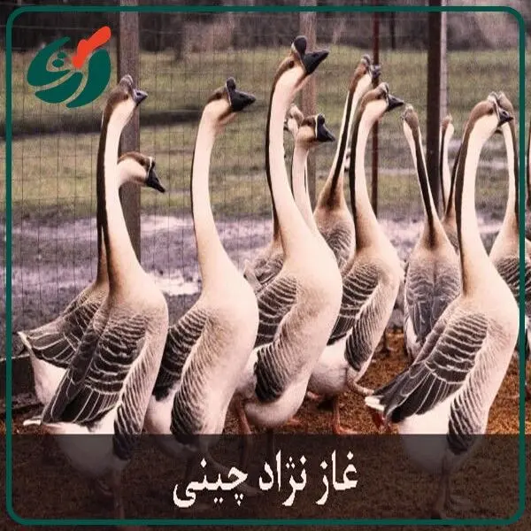 صادرات تخم قو غاز نطفه دار به کشور عراق