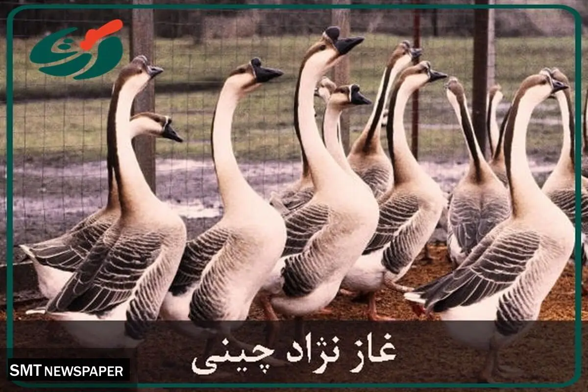 صادرات تخم قو غاز نطفه دار به کشور عراق