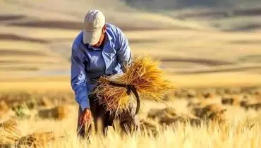 طلب گندمکاران کردستانی از دولت
