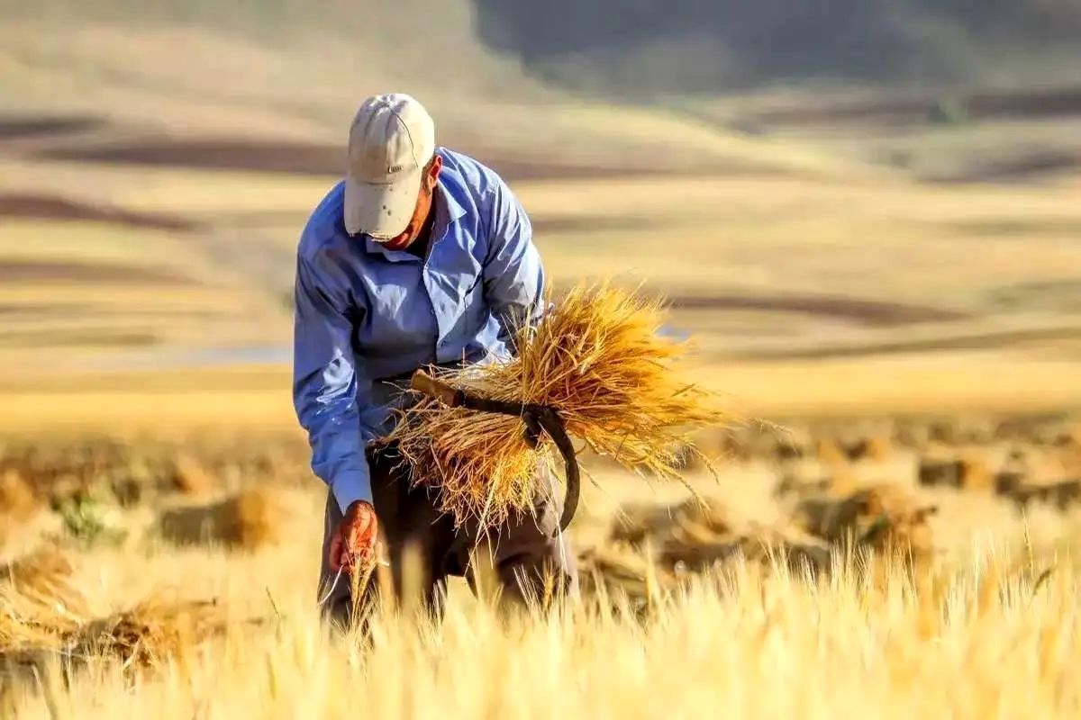 طلب گندمکاران کردستانی از دولت