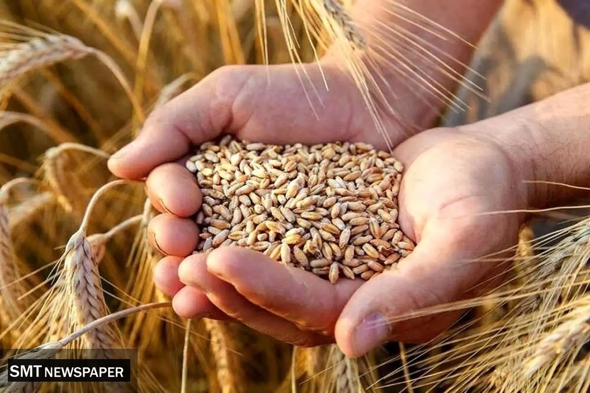 مطالبات گندمکاران کامل پرداخت نشده؛ قیمت خرید تضمینی بلاتکلیف