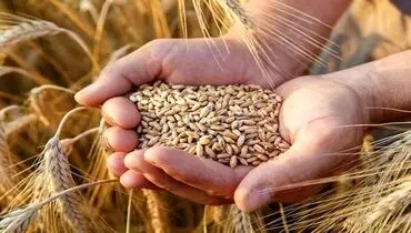 مطالبات گندمکاران کامل پرداخت نشده؛ قیمت خرید تضمینی بلاتکلیف