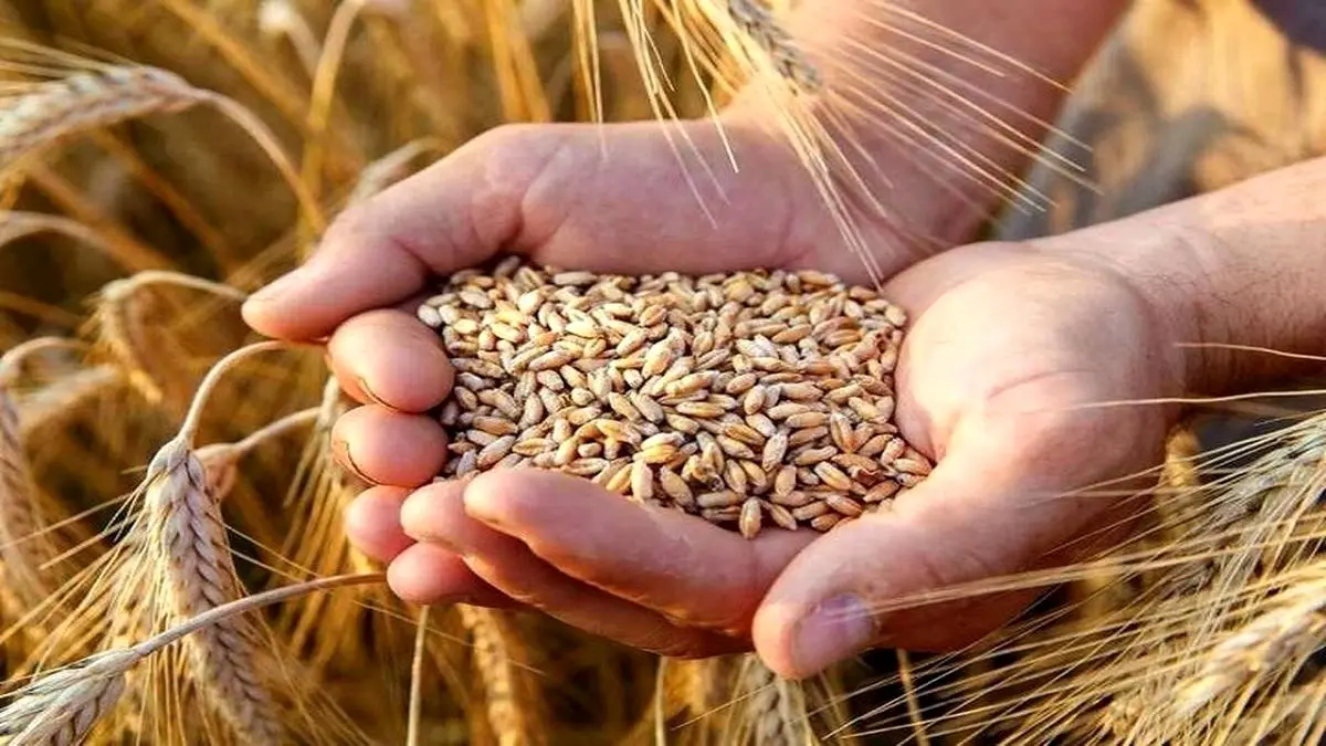 مطالبات گندمکاران کامل پرداخت نشده؛ قیمت خرید تضمینی بلاتکلیف