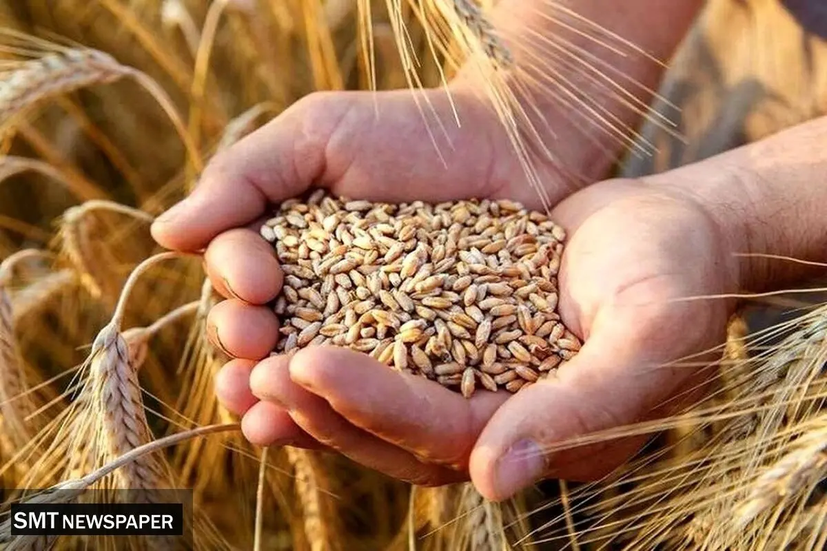 مطالبات گندمکاران کامل پرداخت نشده؛ قیمت خرید تضمینی بلاتکلیف