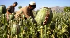 کشت خشخاش در ایران هنوز مصوبه رسمی ندارد
