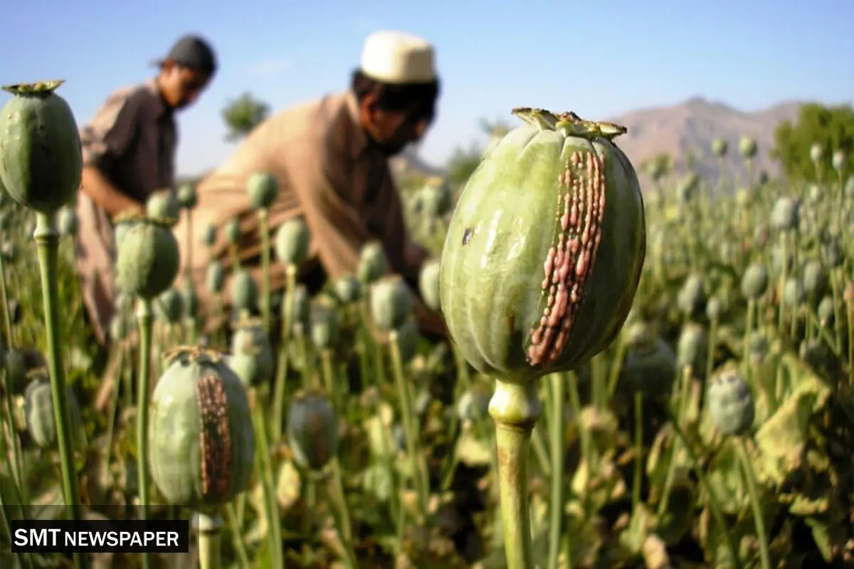 کشت خشخاش در ایران هنوز مصوبه رسمی ندارد