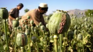 کشت خشخاش در ایران هنوز مصوبه رسمی ندارد