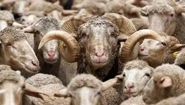 قیمت دام زنده امروز شنبه ۸ شهریور ۱۴۰۴ + جدول